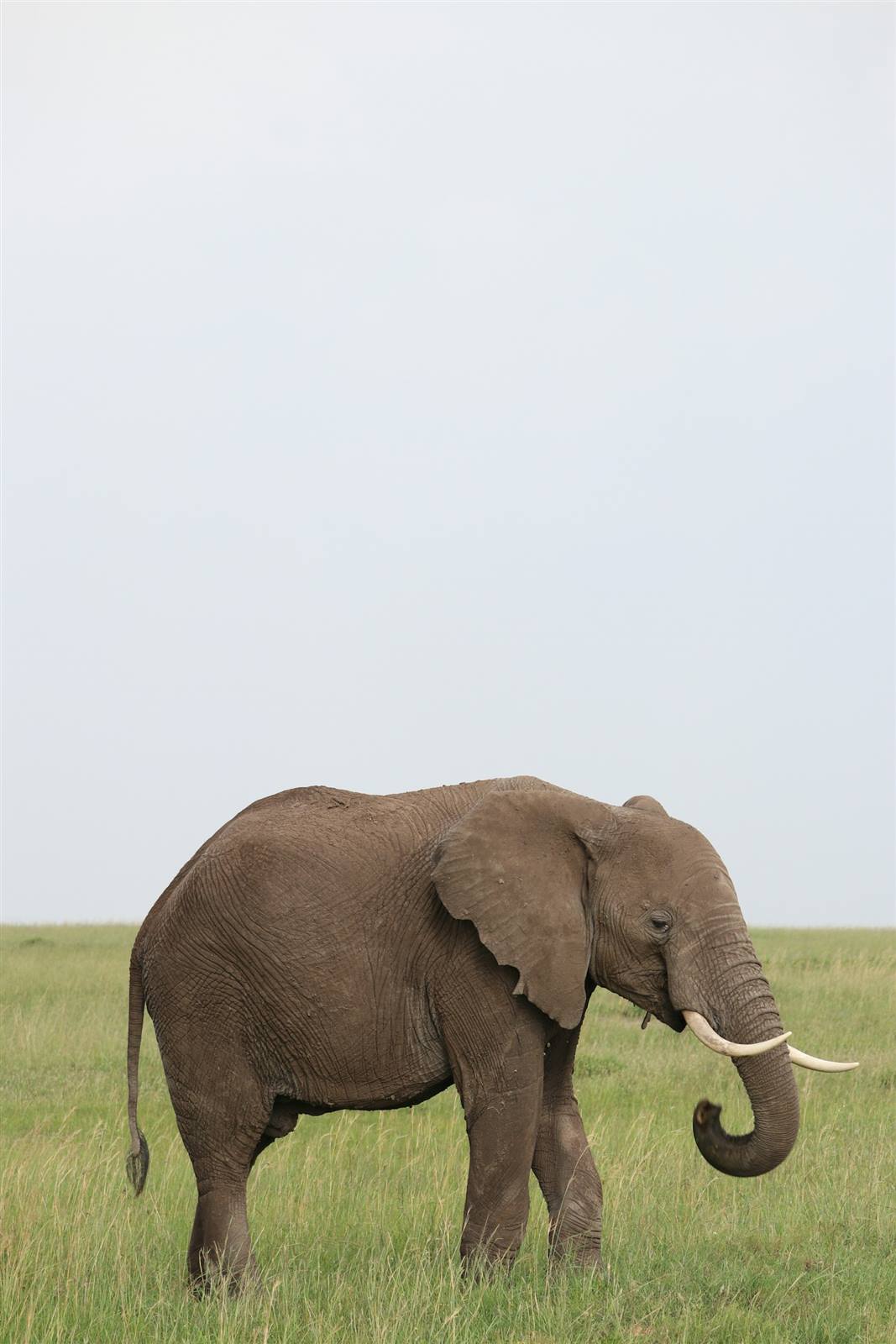 Wildlife filming safari in Tanzania