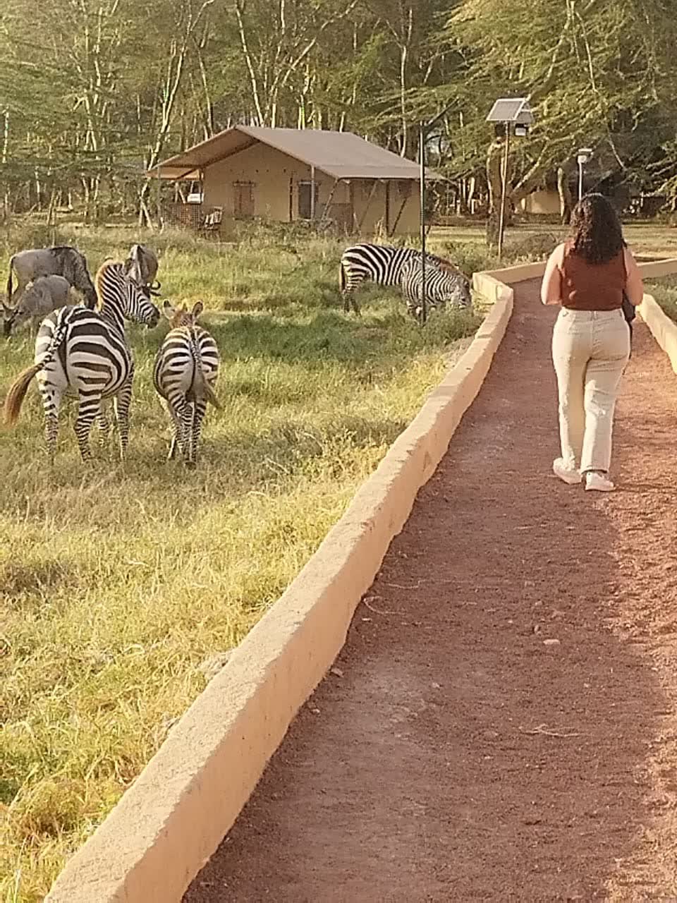 Zebras grazing beside an NGULI safari lodge